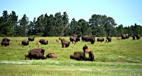 Healthy Snack Invented on Native Reservation Faces Stiff Corporate Competition Image